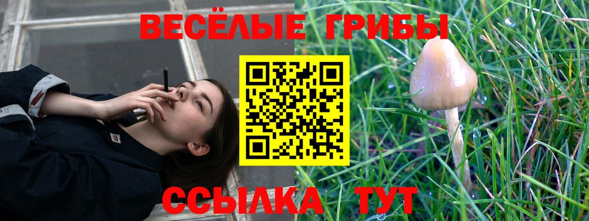 Псилоцибиновые грибы Psilocybine cubensis Сургут